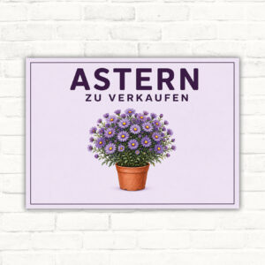 Astern zu verkaufen Schild mit violetter Blütenpflanze im Topf und klarem Verkaufshinweis als bedrucktes Schild.