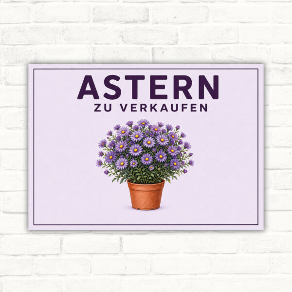 Astern zu verkaufen Schild mit violetter Blütenpflanze im Topf und klarem Verkaufshinweis als bedrucktes Schild.