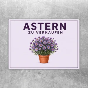 Astern zu verkaufen Aufkleber mit lila Blumentopf und klarer Beschriftung für den Pflanzenverkauf.