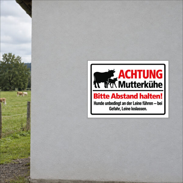Achtung Mutterkühe – Abstand halten als Schild im Querformat – beispielhaft an einer Stallwand angebracht